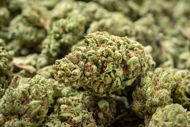 Sativa flower